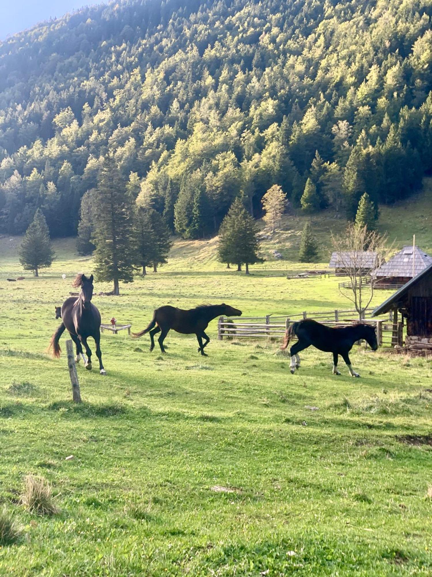 Velika Planina - Chalet Stane - Alps Stahovica Exteriör bild