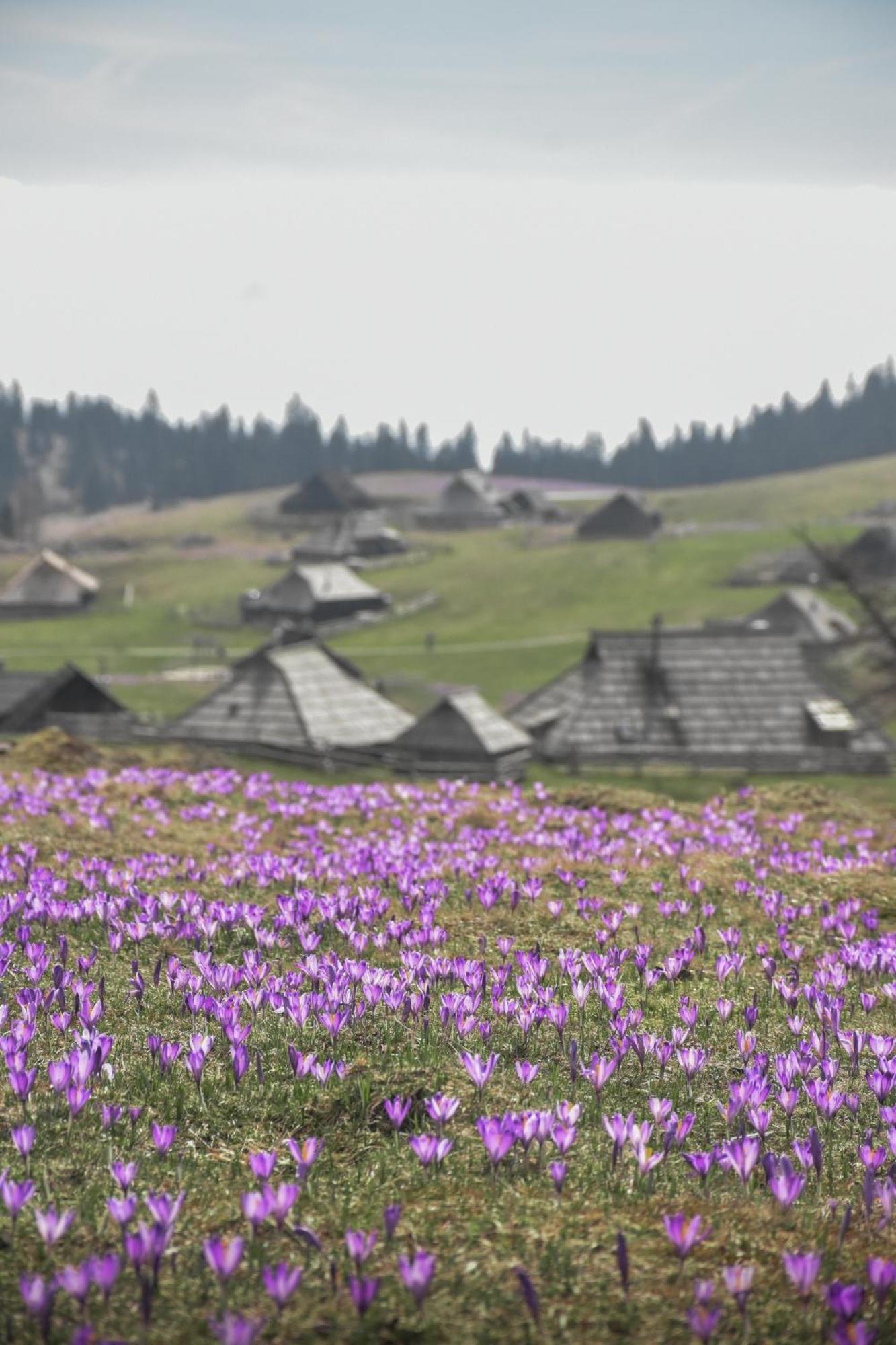 Velika Planina - Chalet Stane - Alps Stahovica Exteriör bild