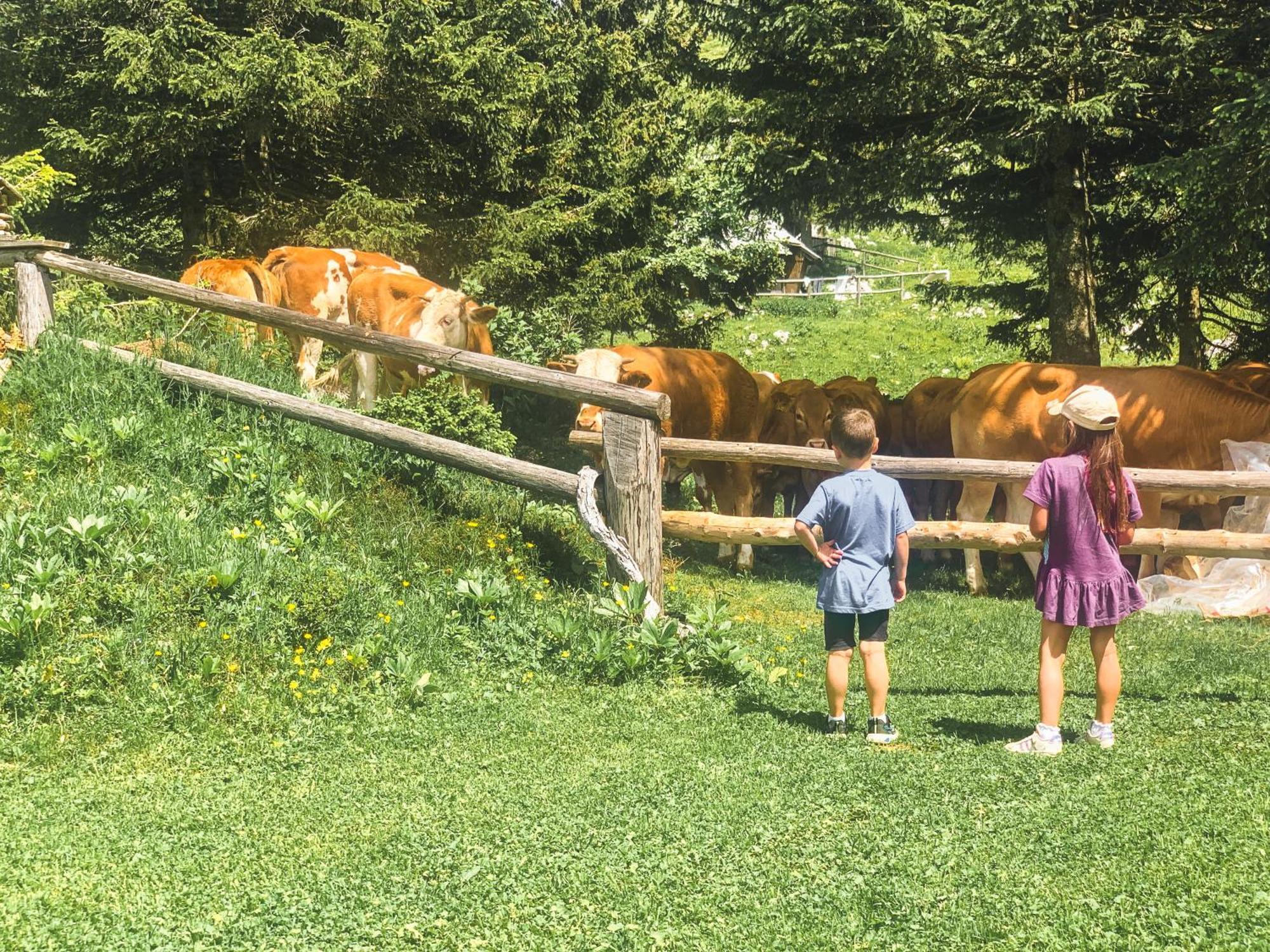 Velika Planina - Chalet Stane - Alps Stahovica Exteriör bild